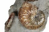 Excellent Fossil Ammonite Cluster - South Dakota #131227-6